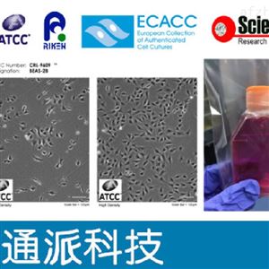 大鼠脑微血管内皮细胞 rBCECs细胞