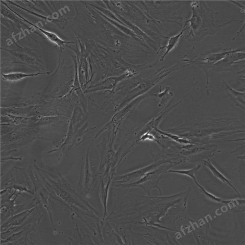 HDF-a人皮膚成纖維細胞zlzt生物